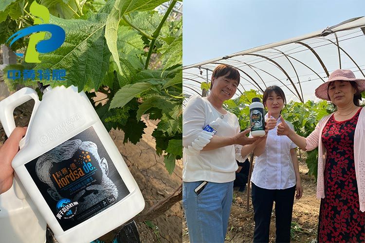 祝賀河南中黃特肥在靈寶縣葡萄基地舉辦觀摩會(huì)成功！
